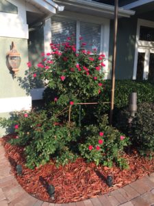 Just LOVE knock out roses!